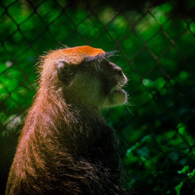 Jos Wildlife Park
