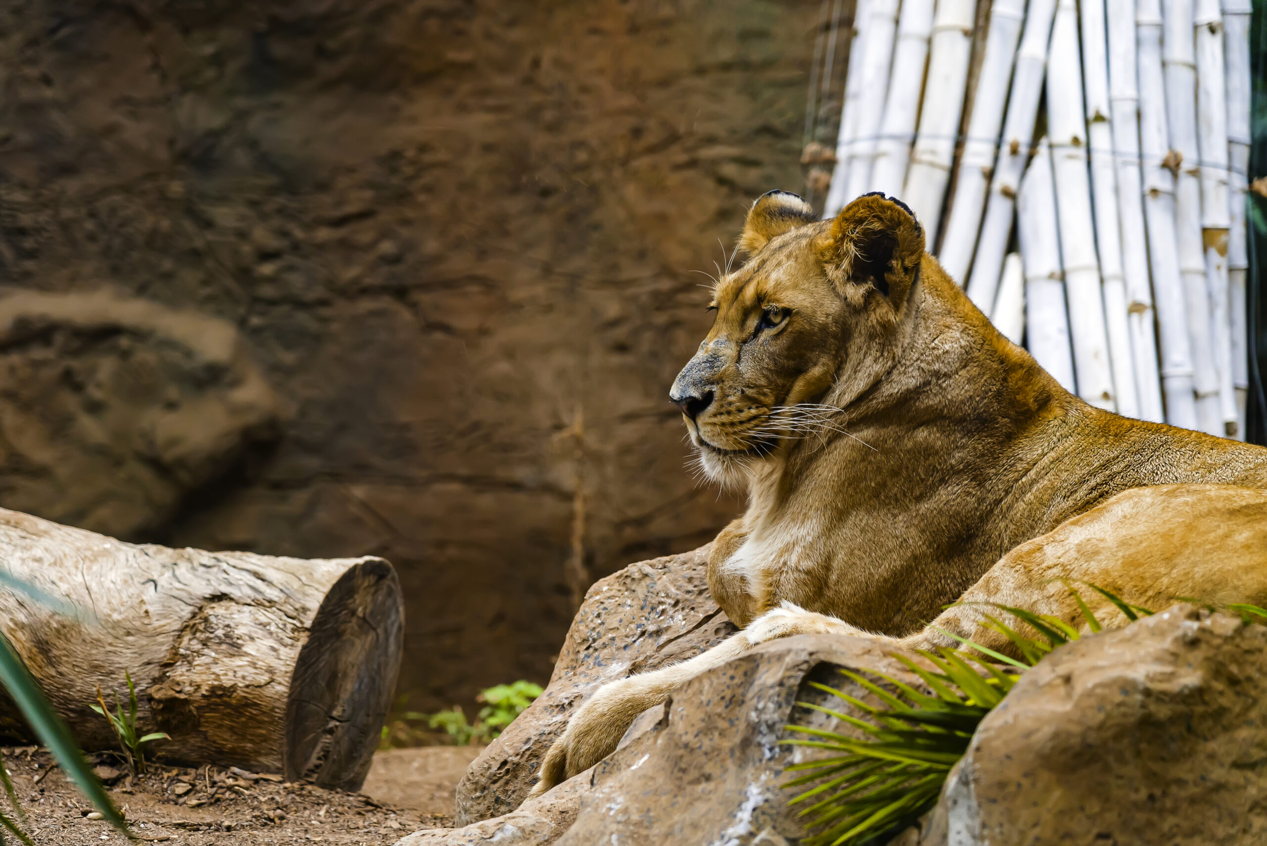 Close up of lioness lying on the ground with a bamboo on the background. Predator having a rest, view from the side